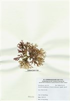 藏品(海木耳)的圖片